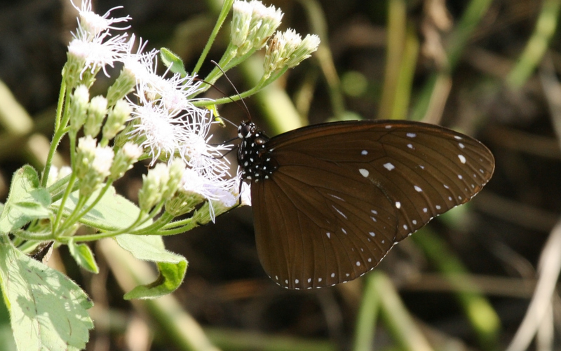 Butterflies